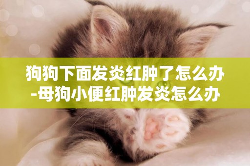 狗狗下面發炎紅腫了怎么辦-母狗小便紅腫發炎怎么辦