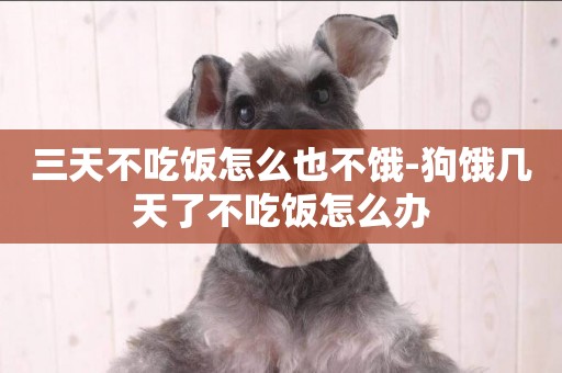 三天不吃飯怎么也不餓-狗餓幾天了不吃飯怎么辦