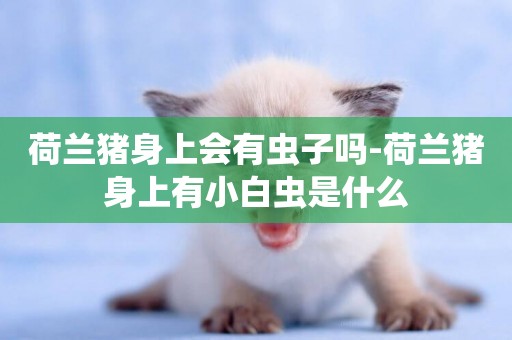 荷蘭豬身上會有蟲子嗎-荷蘭豬身上有小白蟲是什么