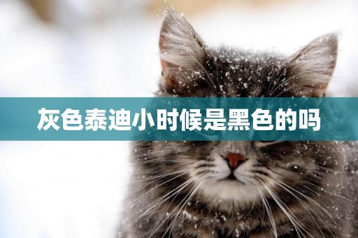 灰色泰迪小時候是黑色的嗎