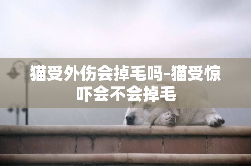貓受外傷會掉毛嗎-貓受驚嚇會不會掉毛