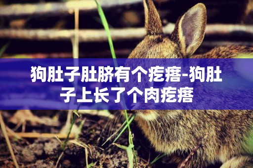 狗肚子肚臍有個疙瘩-狗肚子上長了個肉疙瘩