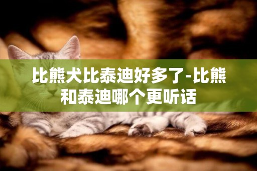 比熊犬比泰迪好多了-比熊和泰迪哪個更聽話