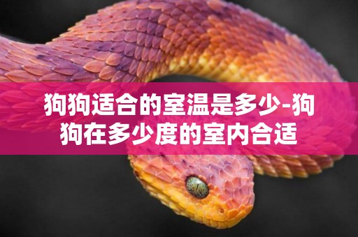 狗狗適合的室溫是多少-狗狗在多少度的室內合適