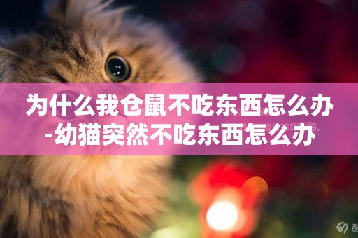 為什么我倉鼠不吃東西怎么辦-幼貓突然不吃東西怎么辦
