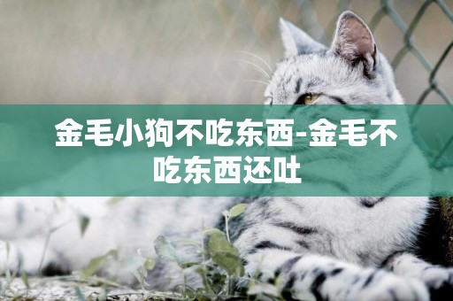 金毛小狗不吃東西-金毛不吃東西還吐