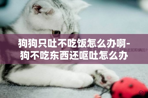 狗狗只吐不吃飯怎么辦啊-狗不吃東西還嘔吐怎么辦