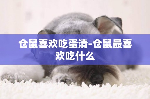 倉鼠喜歡吃蛋清-倉鼠最喜歡吃什么