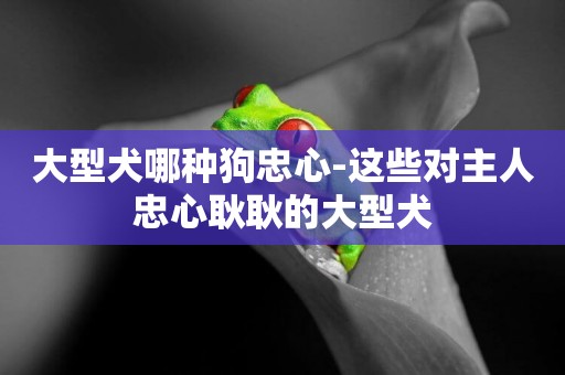 大型犬哪種狗忠心-這些對主人忠心耿耿的大型犬