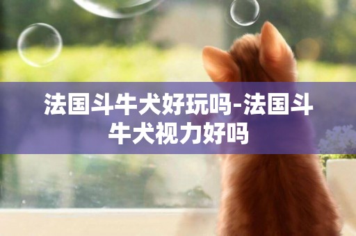法國斗牛犬好玩嗎-法國斗牛犬視力好嗎