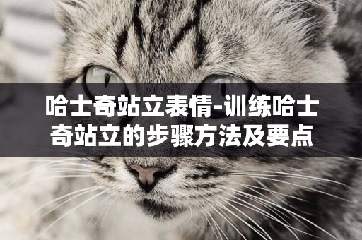 哈士奇站立表情-訓練哈士奇站立的步驟方法及要點