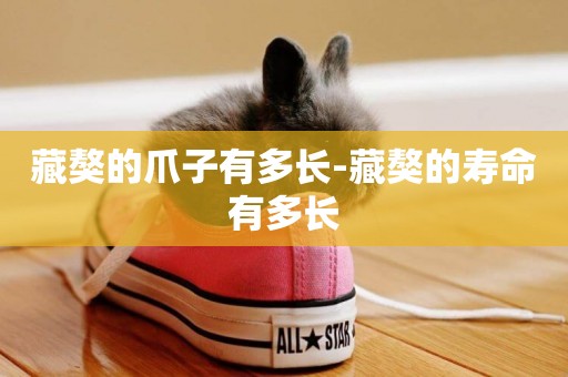 藏獒的爪子有多長-藏獒的壽命有多長