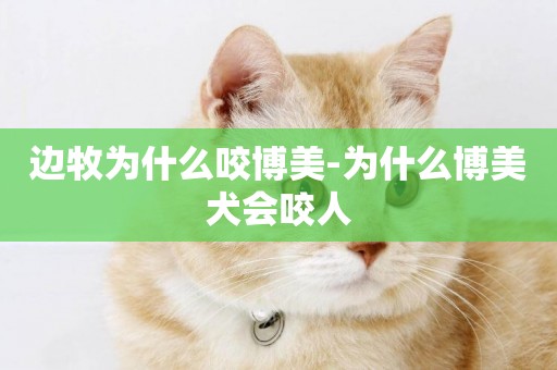 邊牧為什么咬博美-為什么博美犬會咬人