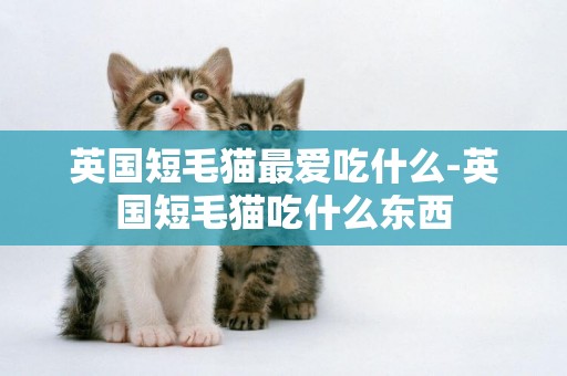 英國短毛貓最愛吃什么-英國短毛貓吃什么東西