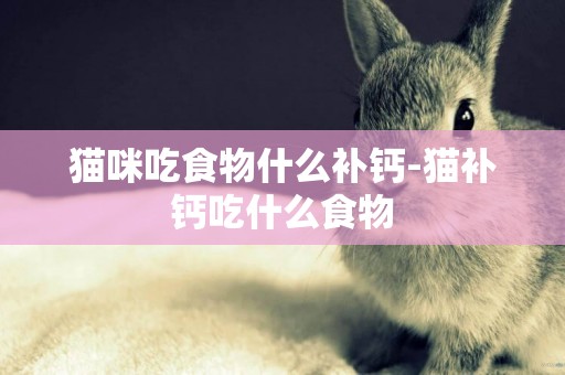 貓咪吃食物什么補鈣-貓補鈣吃什么食物
