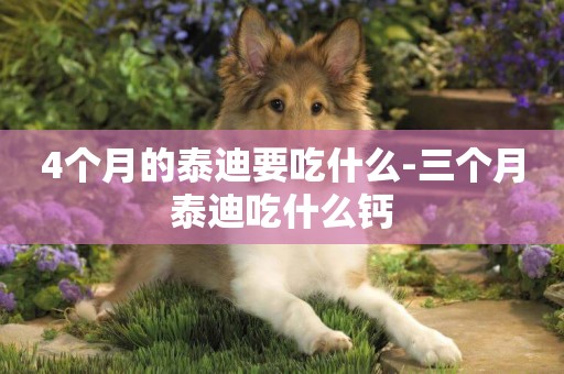 4個月的泰迪要吃什么-三個月泰迪吃什么鈣
