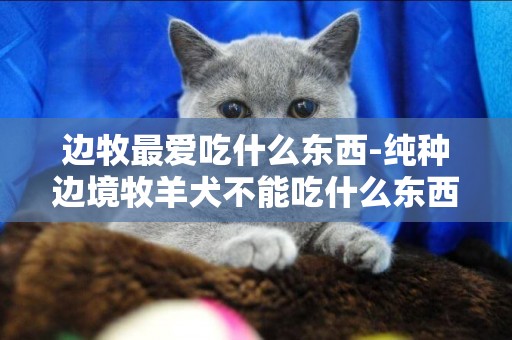 邊牧最愛吃什么東西-純種邊境牧羊犬不能吃什么東西