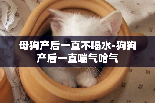 母狗產后一直不喝水-狗狗產后一直喘氣哈氣