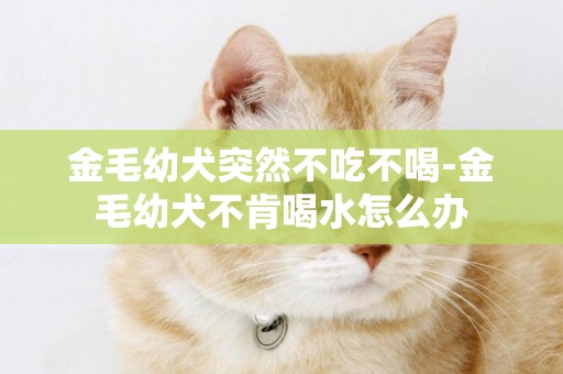 金毛幼犬突然不吃不喝-金毛幼犬不肯喝水怎么辦