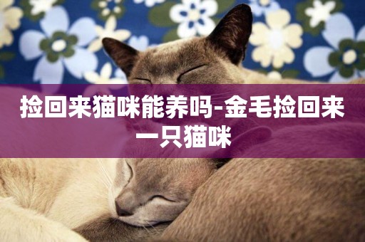 撿回來貓咪能養嗎-金毛撿回來一只貓咪