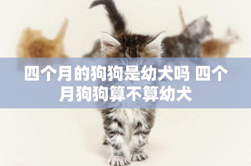 四個月的狗狗是幼犬嗎 四個月狗狗算不算幼犬