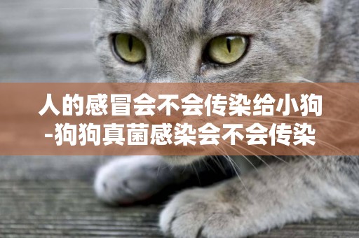 人的感冒會不會傳染給小狗-狗狗真菌感染會不會傳染給人