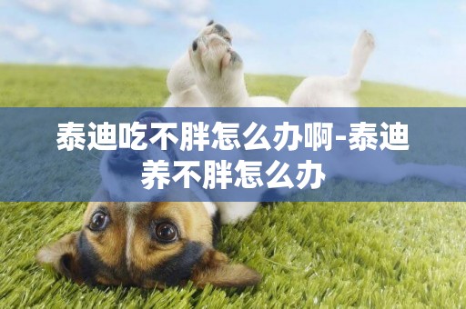 泰迪吃不胖怎么辦啊-泰迪養不胖怎么辦