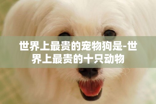世界上最貴的寵物狗是-世界上最貴的十只動物