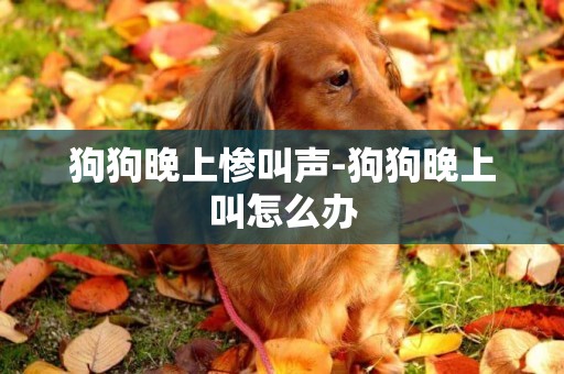 狗狗晚上慘叫聲-狗狗晚上叫怎么辦