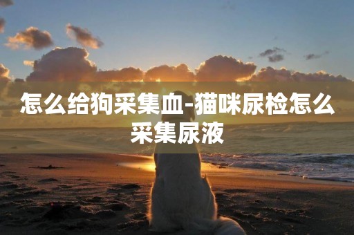 怎么給狗采集血-貓咪尿檢怎么采集尿液