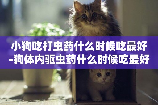 小狗吃打蟲藥什么時候吃最好-狗體內驅蟲藥什么時候吃最好