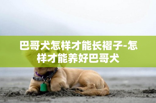 巴哥犬怎樣才能長褶子-怎樣才能養好巴哥犬
