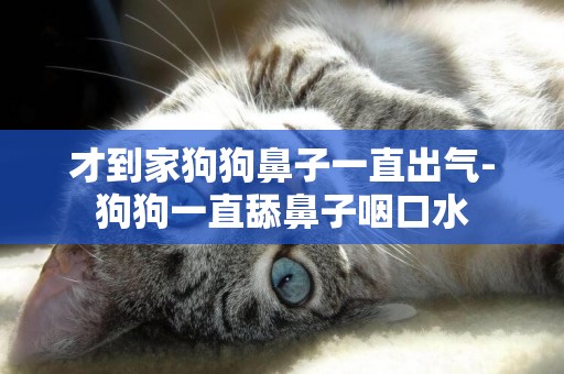 才到家狗狗鼻子一直出氣-狗狗一直舔鼻子咽口水
