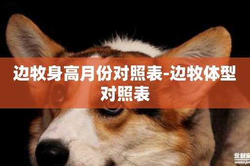 邊牧身高月份對照表-邊牧體型對照表