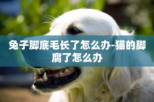兔子腳底毛長了怎么辦-貓的腳腐了怎么辦