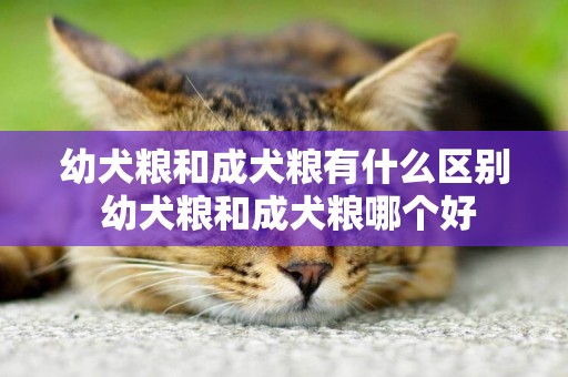 幼犬糧和成犬糧有什么區別 幼犬糧和成犬糧哪個好