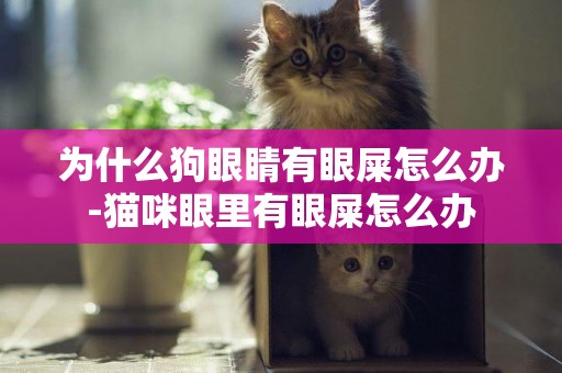 為什么狗眼睛有眼屎怎么辦-貓咪眼里有眼屎怎么辦
