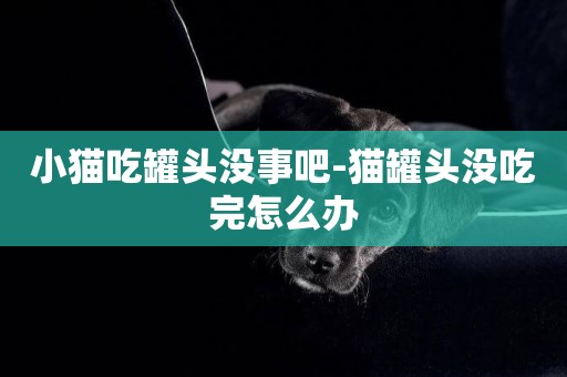 小貓吃罐頭沒事吧-貓罐頭沒吃完怎么辦