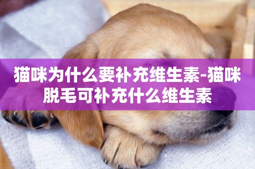 貓咪為什么要補充維生素-貓咪脫毛可補充什么維生素
