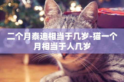 二個月泰迪相當于幾歲-貓一個月相當于人幾歲