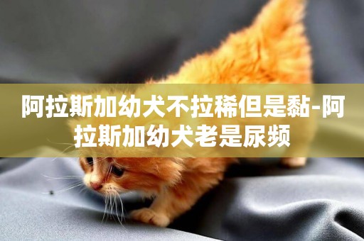 阿拉斯加幼犬不拉稀但是黏-阿拉斯加幼犬老是尿頻