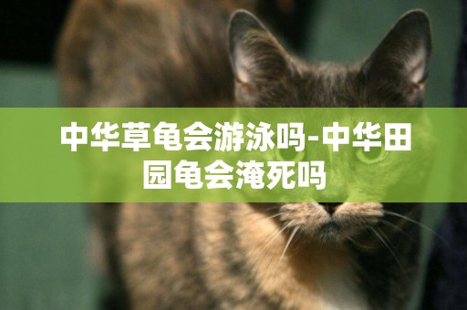 中華草龜會游泳嗎-中華田園龜會淹死嗎