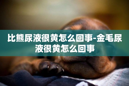 比熊尿液很黃怎么回事-金毛尿液很黃怎么回事