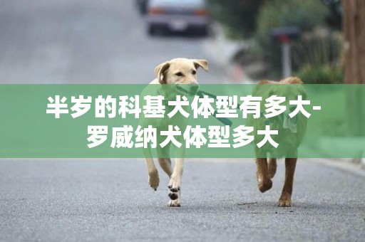 半歲的科基犬體型有多大-羅威納犬體型多大