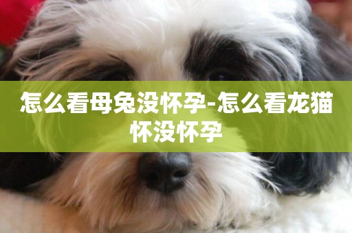 怎么看母兔沒懷孕-怎么看龍貓懷沒懷孕