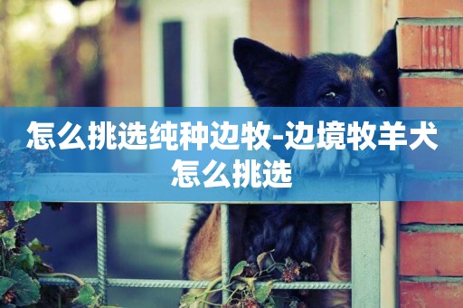 怎么挑選純種邊牧-邊境牧羊犬怎么挑選