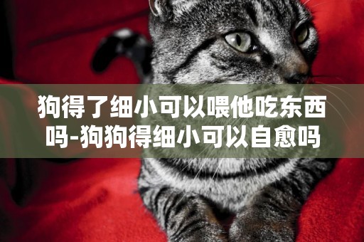 狗得了細小可以喂他吃東西嗎-狗狗得細小可以自愈嗎