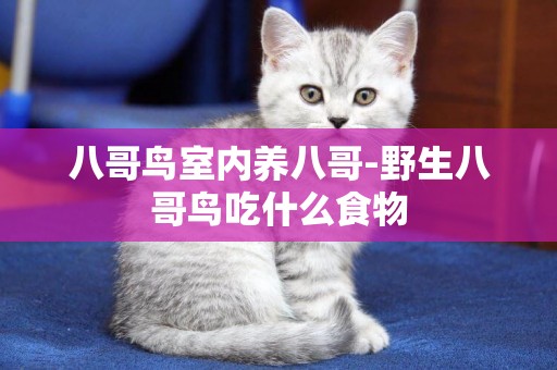 八哥鳥室內養八哥-野生八哥鳥吃什么食物