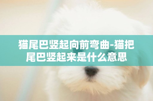 貓尾巴豎起向前彎曲-貓把尾巴豎起來是什么意思