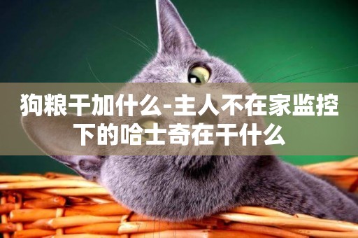 狗糧干加什么-主人不在家監控下的哈士奇在干什么